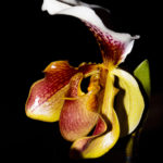 Cypripedium 7107 La serre aux orchidées, Ollioules février 2022.